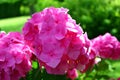 Hydrangea: Beautiful flowers. Beauty in nature. Hydrangea macrophylla - Beautiful bush of of pink Hydrangea flowers