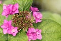 Hydrangea Royalty Free Stock Photo