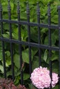 Hydrangea in Black Wrought Iron Fencing