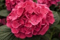 Hydrangea Bloom Royalty Free Stock Photo
