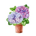 Hydrangea blooming plant in a terracotta ceramic flower pot. Watercolor illustration. Hand painted hydrangea garden Royalty Free Stock Photo