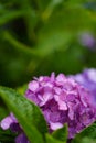 Hydrangea blooming in the rainy season Royalty Free Stock Photo