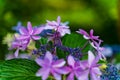 Hydrangea blooming in the rainy season