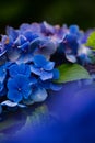 Hydrangea blooming in the rainy season