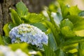 Hydrangea in blooming season, blue and white flower, at Azores islands