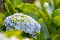 Hydrangea in blooming season, blue and white flower, at Azores islands