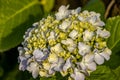 Hydrangea in blooming season, blue and white flower, at Azores islands