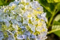 Hydrangea in blooming season, blue and white flower, at Azores islands
