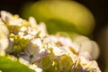 Hydrangea in blooming season, blue and white flower, at Azores islands