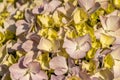 Hydrangea in blooming season, blue and white flower, at Azores islands