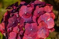 Hydrangea in blooming season, blue and white flower, at Azores islands