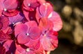 Hydrangea in blooming season, purple flower, at Azores islands