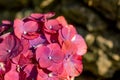 Hydrangea in blooming season, purple flower, at Azores islands