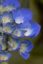 hydrangea blooms to the right of fram with blurred background Royalty Free Stock Photo