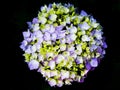 Hydrangea Blossom