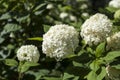 Hydrangea blossom