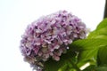 Hydrangea blossom, mauve, blue, pink, pink ones Royalty Free Stock Photo