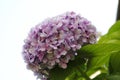 Hydrangea blossom, mauve, blue, pink, pink ones