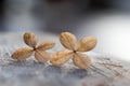 Hydrangea blossoms on wooden background, back lighted