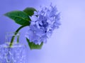 Hydrangea blue colored flowerhead