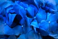 Hydrangea blue flower closeup. Beautiful soft colors Hortensia art design. Beauty deep blue colour Hydrangea flower