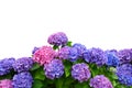 Hydrangea Royalty Free Stock Photo