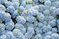 Hydrangea blue flowers wall