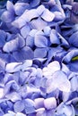 Hydrangea with blue petals in Oban, United Kingdom. Hydrangea flower blossom. Flora and nature. Natural beauty. Floral