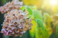 A hydrangea branch in the garden is covered with frost. the first frost in the fall. autumn background, selective focus