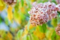 A hydrangea branch in the garden is covered with frost. the first frost in the fall. autumn background, selective focus