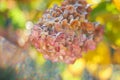 A hydrangea branch in the garden is covered with frost. the first frost in the fall. autumn background, selective focus