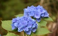 Hydrangea Bush Flowering and Blooming on a Summer Day Royalty Free Stock Photo