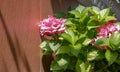 Hydrangea bush with large pink flowers on textured background Royalty Free Stock Photo