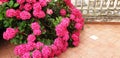 Hydrangea bush with pink flowers blooming in the garden. Royalty Free Stock Photo