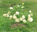 Hydrangea bush smiles at the sun. Hydrangea bush on an isolated background Royalty Free Stock Photo