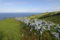 Hydrangea bushes, Azores