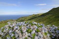 Hydrangea bushes, Azores