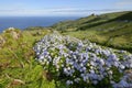 Hydrangea bushes, Azores Royalty Free Stock Photo