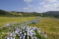 Hydrangea bushes, Azores Royalty Free Stock Photo