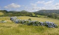 Hydrangea bushes, Azores Royalty Free Stock Photo