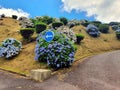 hydrangea bushes (hortensia) Royalty Free Stock Photo