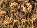 Hydrangea bushes in winter. Royalty Free Stock Photo