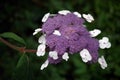 Hydrangea Royalty Free Stock Photo