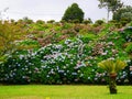 Hydrangea clump in Alameda Tropical Garden in furnas town on the island of Sao Miguel in the Azores