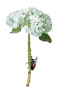 Hydrangea  colorful flower with fighting beetle bug on white Royalty Free Stock Photo