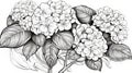 Hydrangea Coloring Page With Detailed Character Illustrations