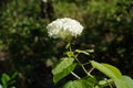 Hydrangea or commonly called Hortensia with white flowers in foreground. Royalty Free Stock Photo