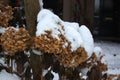 Hydrangea hortensia covered with snow Royalty Free Stock Photo