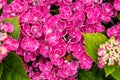 Hydrangea curly wurly pink Royalty Free Stock Photo