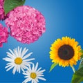 Hydrangea, Daisies and a Sunflower Isolated